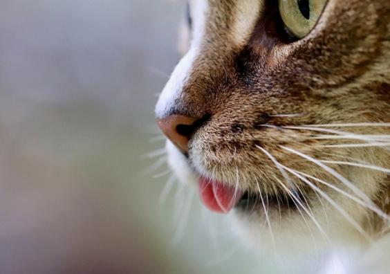 International cats day