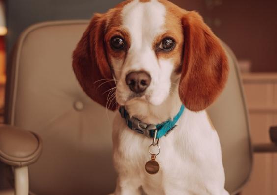 Ted the Dog