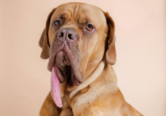 Ozzy, the goodest boy on Santa Paws’ nice list! Image credit: Guinness World Records Ozzy the dog with long tongue