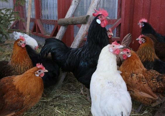 Pet Chickens