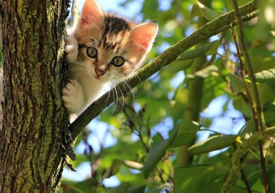 Petplan Cats Protection