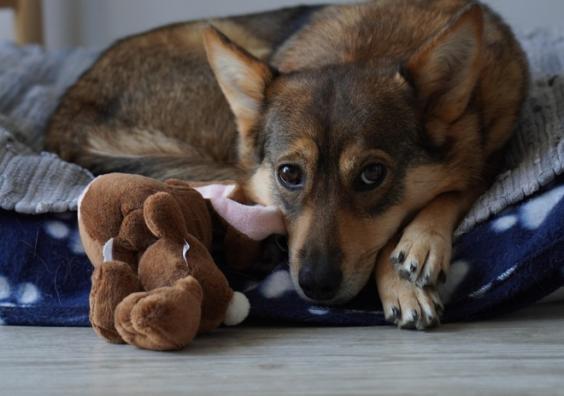 Pets at home