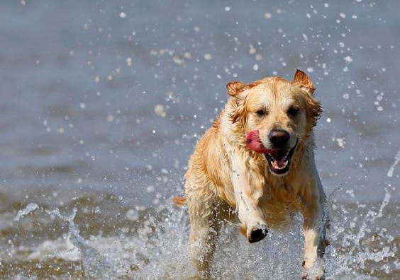 Summer Pet Care