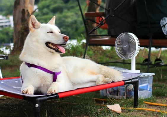 Top tips Pets In Hot Weather