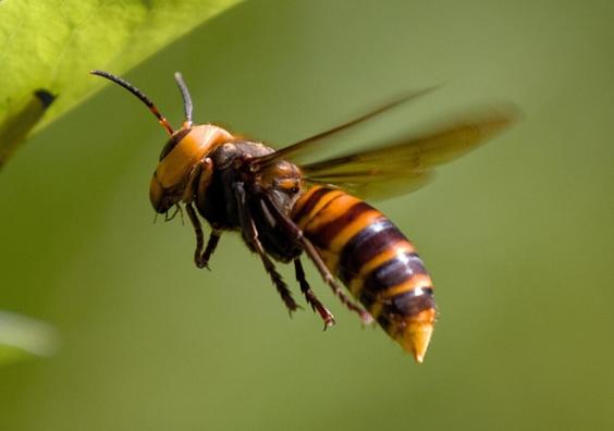 asian-giant-hornet