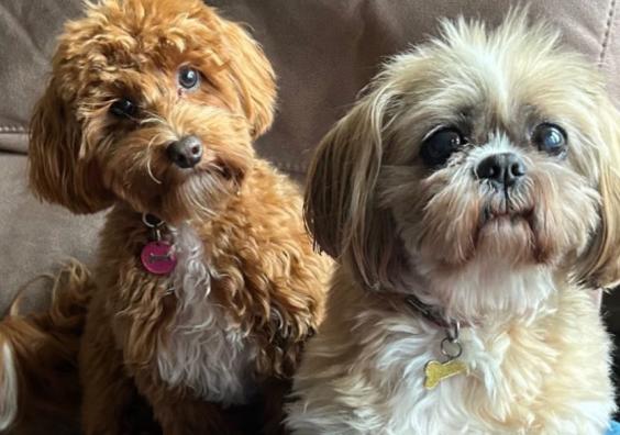 two cute dogs sitting on a sofa