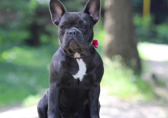 French Bulldog