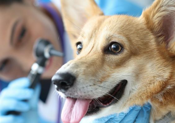 Corgi dog having its ears examined by a veterinary