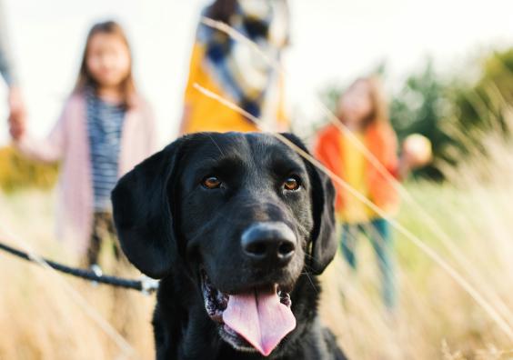 family walking their black Labrador dog