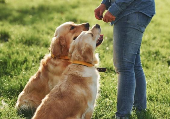 two dogs returning to owner for praise while walking in countryside