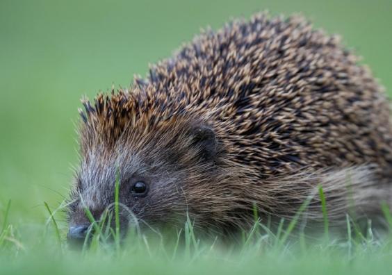 Hedgehog Garden