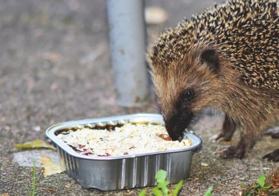 Hedgehogs