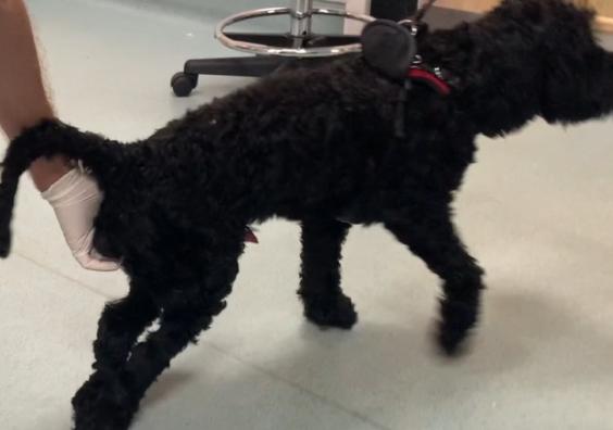 Paralysed dog getting veterinary treatment 