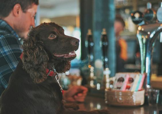 dog and owner sitting at a bar in a public house