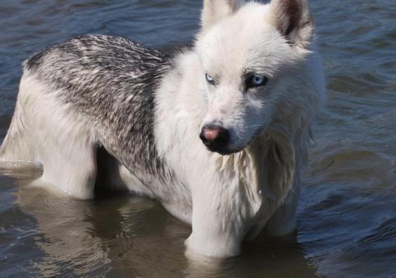 keeping dogs cool