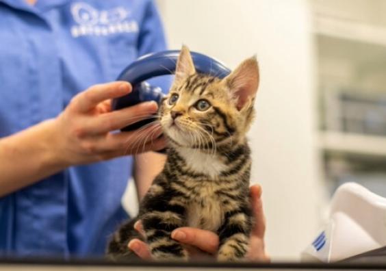 kitten being scanned for a microchip by nurse