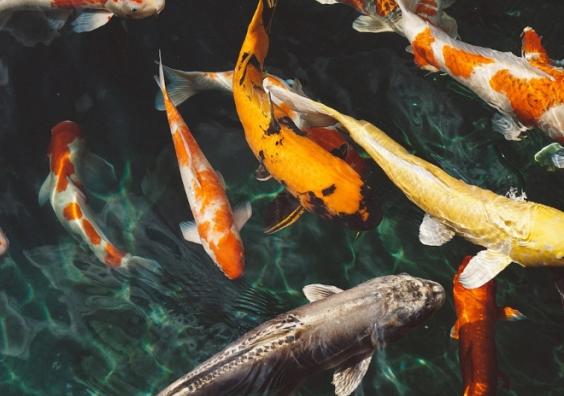 koi-fish record price