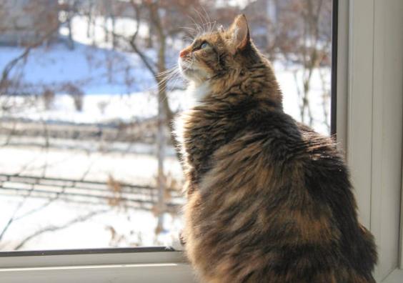 cat sitting by window looking out at snow