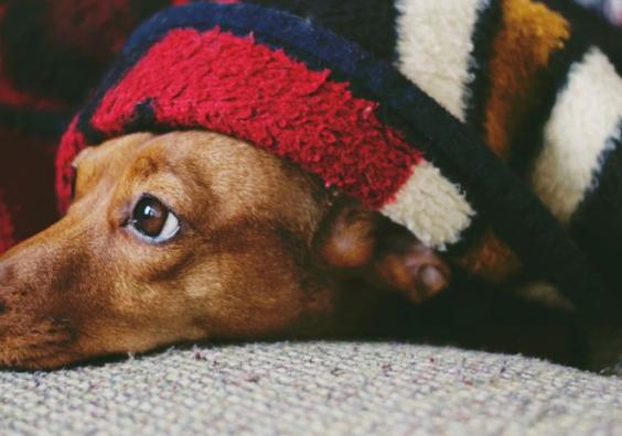 frightened small brown dog hiding under a checked blanket