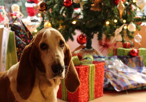 Tan and White Basset Hound Near the Christmas Tree