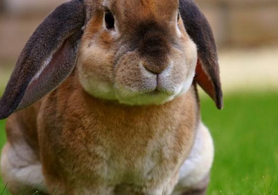 Brown rabbit with droopy ears