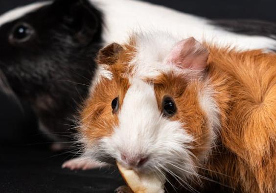 guinea pigs