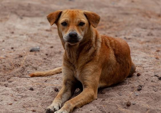 stray-dog