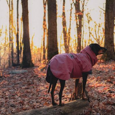Dog in a coat