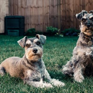 2 dogs in a garden