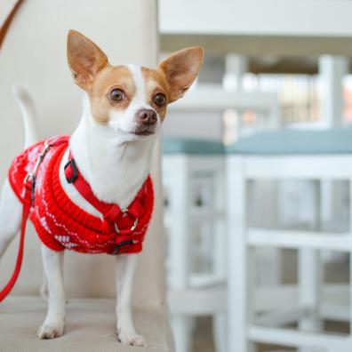 Dog in a Christmas jumper