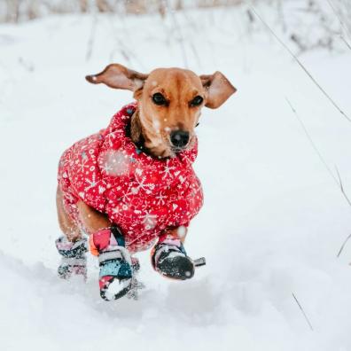 A dog in the snow