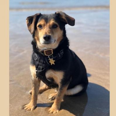 Albus on a Beach Day