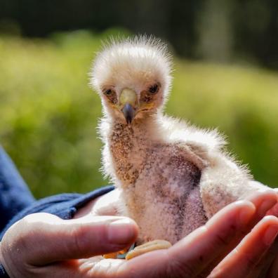 Baby Harris Hawk