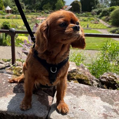 A dog called Bagel