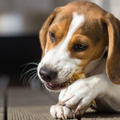 Beagle chewing on a treat