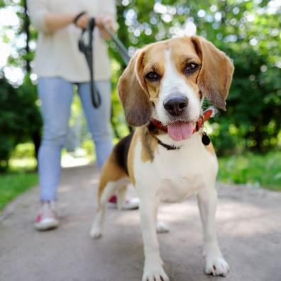 Beagle dog