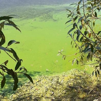 Blue green algae 