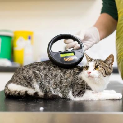 Cat being scanned for a microchip