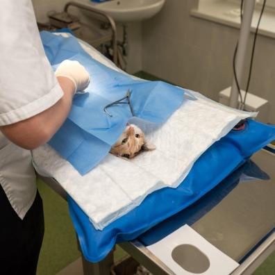 Cats Vet