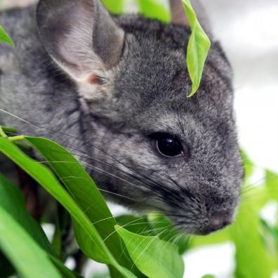 Grey Chinchilla