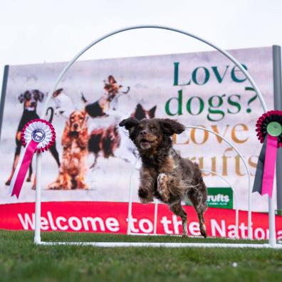 Crufts
