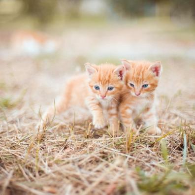 Cute cats