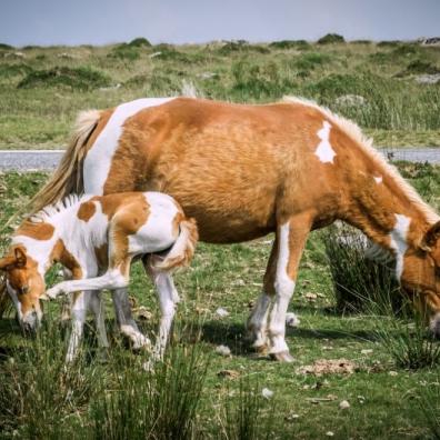 Dartmoor Pony