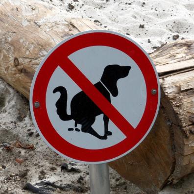 Dog Health Through Poop