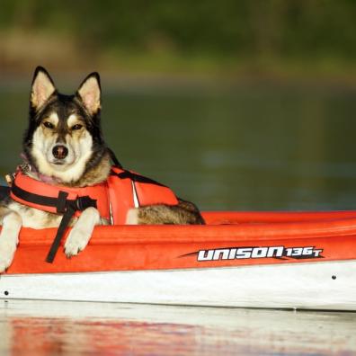 Dog On Holiday