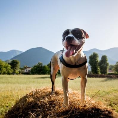 Dog Standing on Haycock Countryside