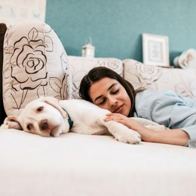 Dog on Bed 