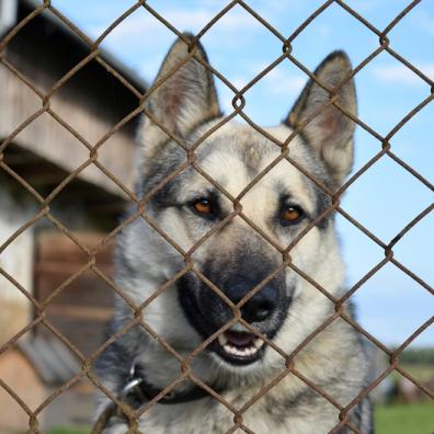 Dogs Homes