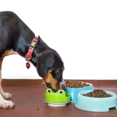 Dogs and pet food