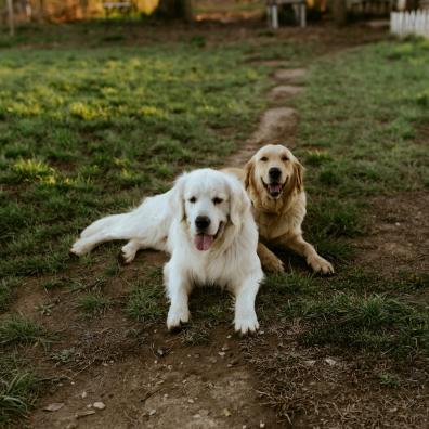 Two dogs laid on the grass